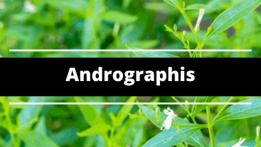 Czym jest andrographis?